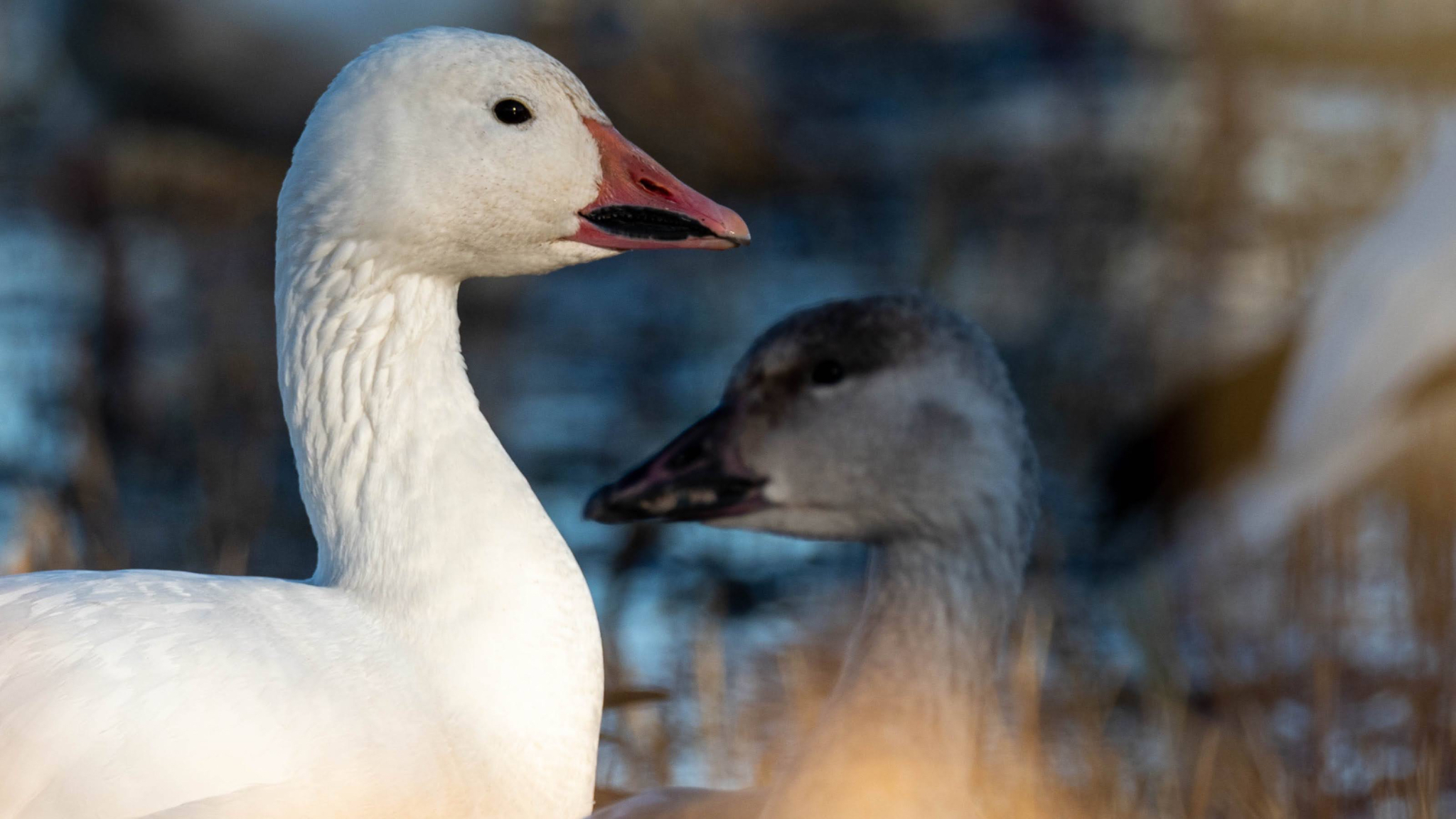 Snow Goose